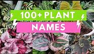 Plant Names and Pictures- Plant Identification