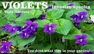 ⟹ Common Violet | Viola odorata | This plant can reap havoc in your garden here's why!