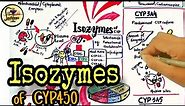 Cytochrome P450 isozymes - pharmacology | CYP450 isoforms | CYP3A4