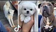 Dogs Doing Funny Things 😂 BEST Puppies Compilation 🐶