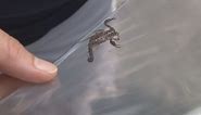 Warm weather means scorpion season in East Tennessee