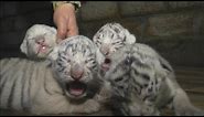 Cute! Four rare white Bengal tiger cubs born at Yalta Zoo