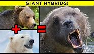 Scariest Hybrid Animals That Actually Exist