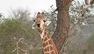 Giraffe pulls funny weird faces at camera