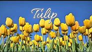 Tulips Photography_Tulips Images_Tulips Pictures_Wallpaper┃Tulips Flower Gallery 2018 (79 photo)