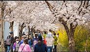 Cherry Blossom Seoul 2023 Yeouido Spring Flower Festival | Ambience Sounds 4K HDR