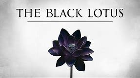 The Black Lotus | The History of Magic's Most Valuable Card