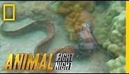 Savage Sea Stalker | Animal Fight Night