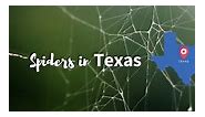 45  Most Common Spiders in Texas (With Pictures)