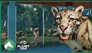 Clouded Leopard Indoor Habitat | Elm Hill City Zoo | Planet Zoo
