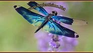 40 meanings of dreaming about Dragonfly