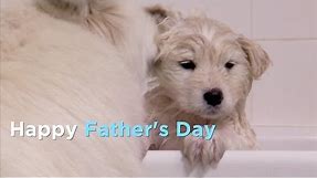 These Great Animal Dads Say Happy Father's Day From Animal Planet!