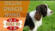 Dogs 101 - ENGLISH SPRINGER SPANIEL - Top Dog Facts About the ENGLISH SPRINGER SPANIEL