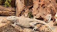 Bearded Dragon Habitat: 7 Tips To Setup The Best Enclosure