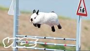Cute Bunny Jumping Competition! | The Cute Show