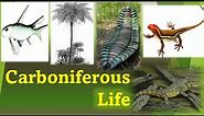 Life In The Carboniferous Period