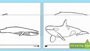 Whale Outline Colouring Sheets