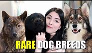10 RARE Dog Breeds You've (probably) Never Heard Of