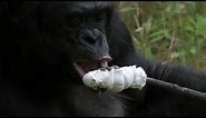 Bonobo builds a fire and toasts marshmallows - Monkey Planet: Preview - BBC One