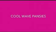Introducing Cool Wave Pansy