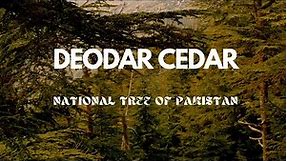 Deodar Cedar: Guardians of the Himalayas 🌲 | Medicine, Ecology, and More!"