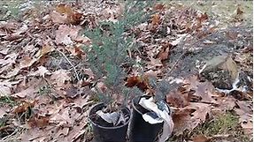 Planting two Eastern Red Cedar trees (juniperus virginiana)