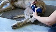 BALTO Dog Hock brace - How to fit /measure