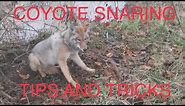 Coyote snaring- Tips and tricks