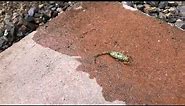 Eliminate Scorpions Arizona (Richardson Pest Management)