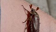 The Cockchafer Beetle - The Maybug #Shorts
