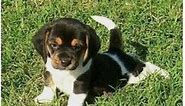 Miniature Beagles for Adoption
