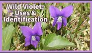 Wild Violets: Uses & identification