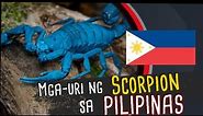 Mga-uri Ng Scorpion sa Pilipinas