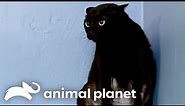 The Savage Cat That Stumped Jackson Galaxy | My Cat From Hell | Animal Planet