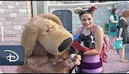 Dog’s Day at Magic Kingdom Park | Walt Disney World