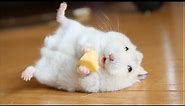 Funny Hamsters Videos | Funny and Cute Moment of the Animals #2