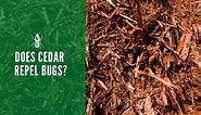 Does Cedar Repel Bugs? Does Cedar Mulch & Oil Actually Work?