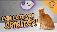Can Cats See Spirits, Ghosts, or the Supernatural?