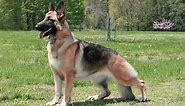 The 5 Types of German Shepherd And Their Characteristics/Amazing Dogs