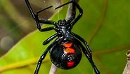 4 Venomous (Poisonous) Spiders Found in Texas (2024)