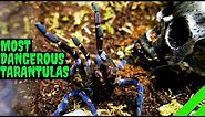 Top 10 Most DANGEROUS Tarantulas!