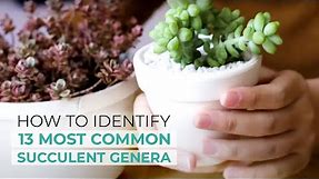 How to Identify 13 Most Common Succulent Genera | Easy Succulent Identification