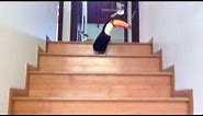 Toucan Hopping Down the Stairs