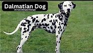 Essential Facts Every Dalmatian Owner Should Know