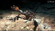 Scorpions -- Arachnids on guard
