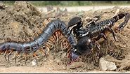 Big battle in tropical forest: Scorpion vs centipede - Who will be the winner?