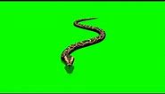 Snake 4 || Animals || Green Screen Videos