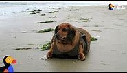 Obese Dachshund Loses 50 Pounds - OBIE | The Dodo