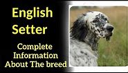 English Setter. Pros and Cons, Price, How to choose, Facts, Care, History