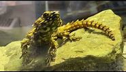Home Safari - Armadillo Lizard - Cincinnati Zoo